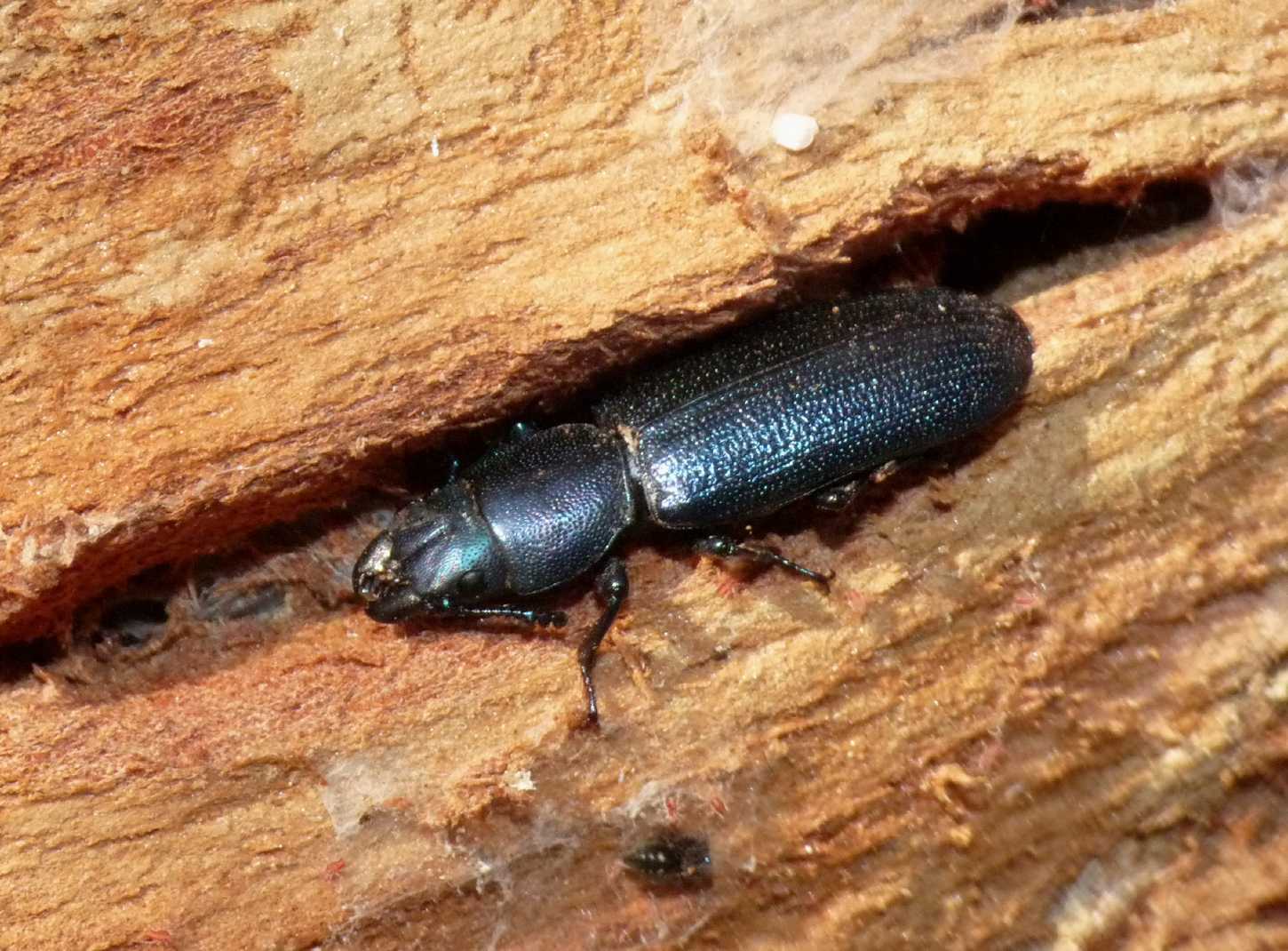 Temnochila caerulea